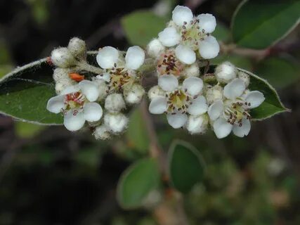 File:Starr 010717-0059 Cotoneaster pannosus.jpg - Wikimedia Commons