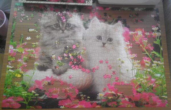 Как собирать пазлы 1500. Пазлы 1500 штук 2 кота. пазл котята в цветах. пазлы 500 котенок в цветах. сборка пазл котята 1500 шт.