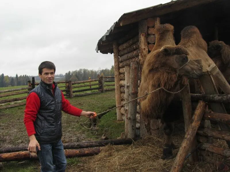 переславль-залесский сумароковская лосиная ферма. хотьково калужской области думиничского района. этно парк кочевник сергиев посад. парк кочевник хотьково. ооо аф хотьково калужская область.