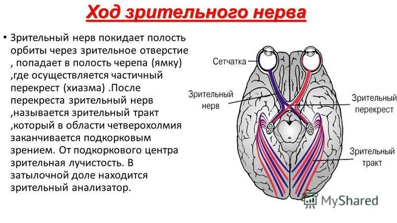 Зрительный нерв в головном мозге. Зрительный нерв ,хиазма анатомия. Зрительный Перекрест анатомия. Перекрест зрительного нерва. Топография зрительного нерва анатомия.