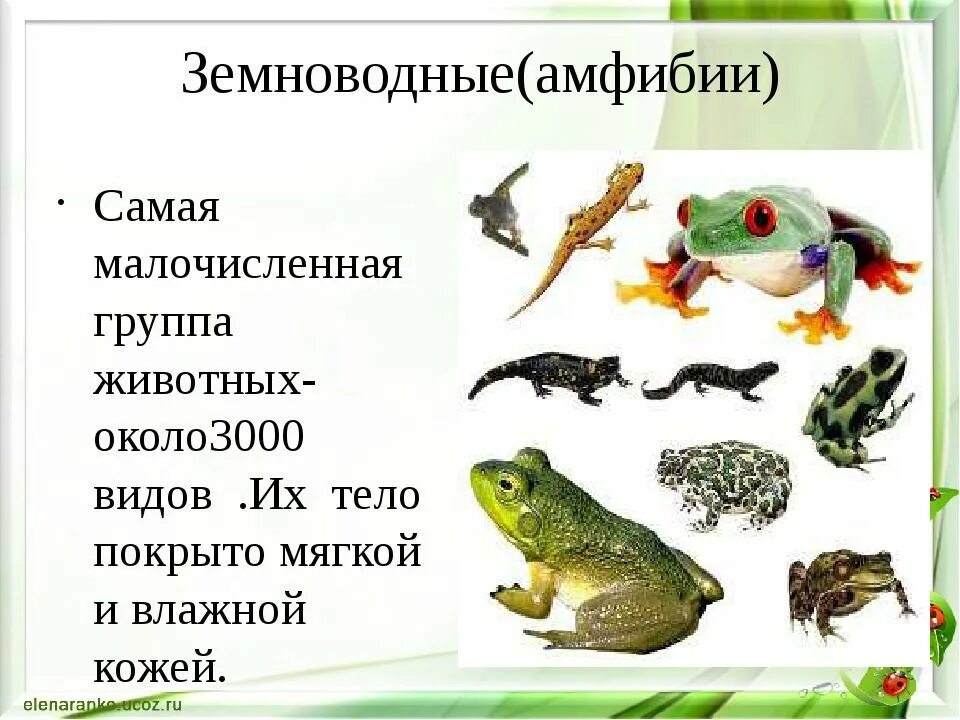 Земноводные список 3 класс. Примеры земноводных животных. Группа животных земноводные. Название представителей земноводных.