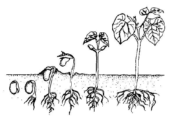 Семя томата схема. Рассада томатов корень. Томат этапы роста. Фазы роста фасоли для детей. Схема роста фасоли.