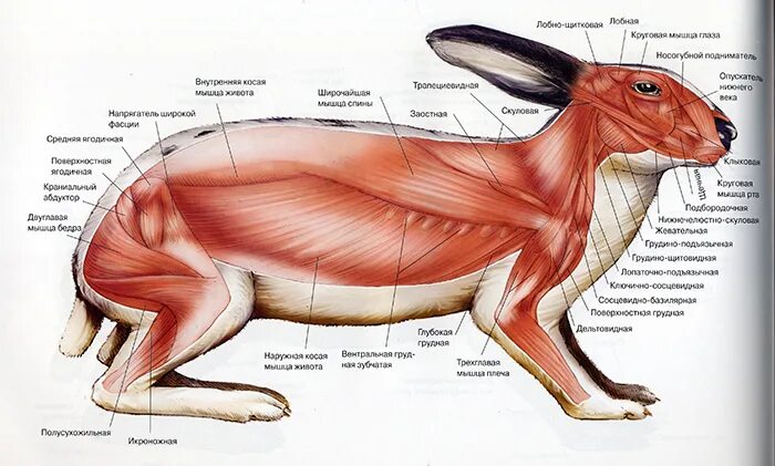 Сколько ног у кролика. Мышечная система кролика. Строение задних лап кролика. Анатомия животных нервная система кролика. Строение скелетной системы кролика.