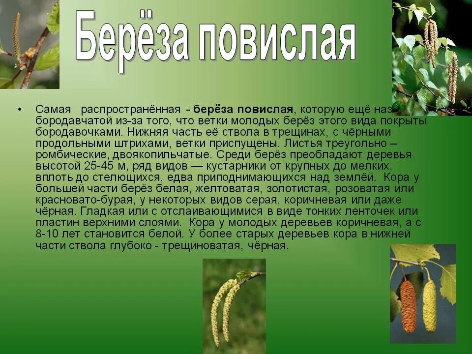 Какие среды обитания освоила береза. Среда обитания березы повислой. Берёза повислая описание. Тип побега березы повислой. Части листа березы повислой.