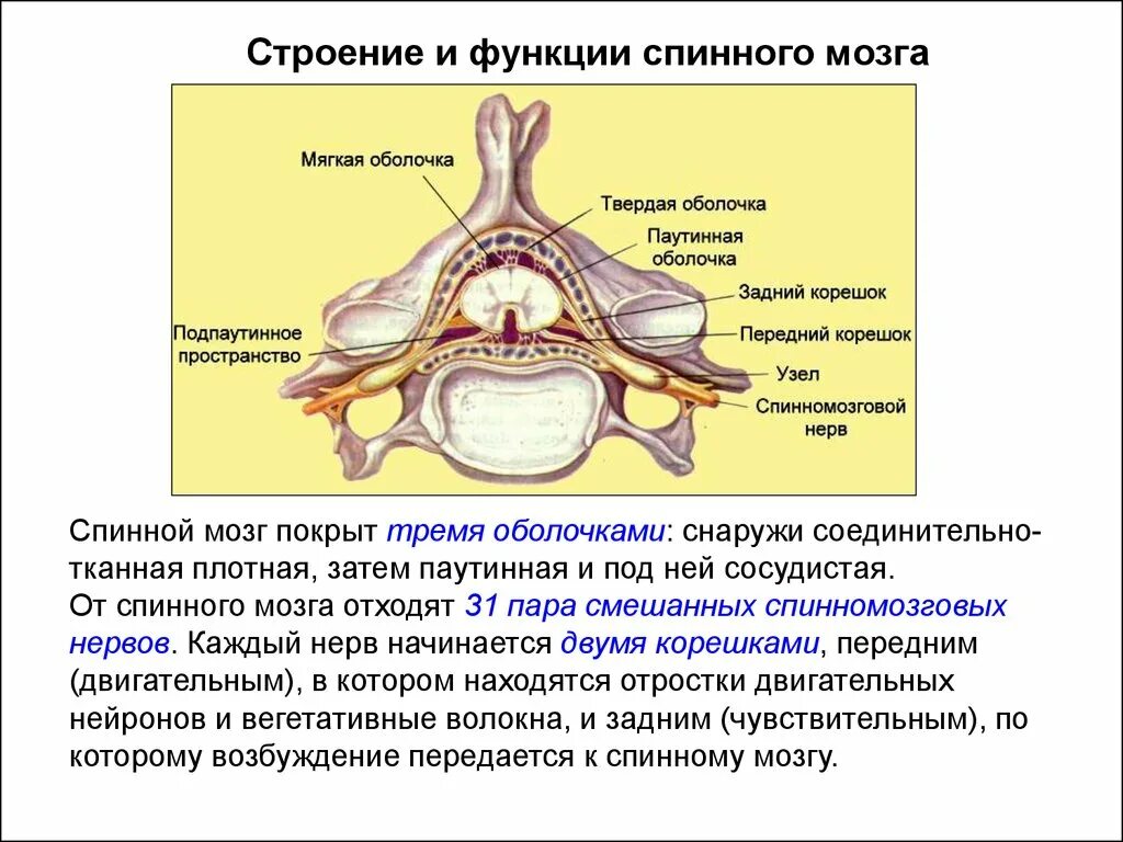 Строение твердой оболочки спинного мозга. Мягкая оболочка спинного мозга строение. Строение и функции оболочек спинного мозга. Схема.. Паутинная оболочка спинного мозга строение.