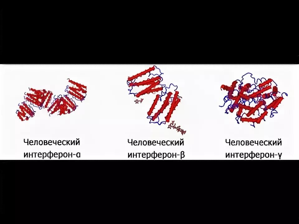 Интерферон структура белка. Интерфероны биохимия. Интерфероны. Интерферон классификация микробиология. Интерфероны микробиология.