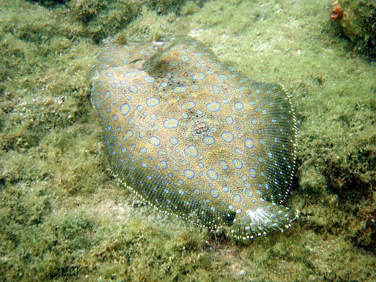 Flounder. Морская камбала. Камбала донная рыба. Ботус Манкус. Пятнистый ботус.