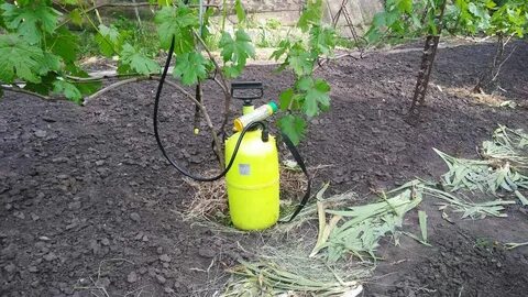 Сколько раз опрыскивать виноград