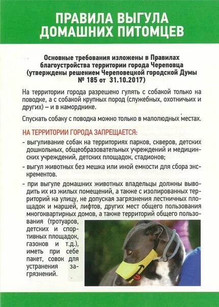 Выгул собак в общественных местах. Правила выгула собак. Правила выгула домашних животных. Памятка выгул собак. Выгул собак по закону.