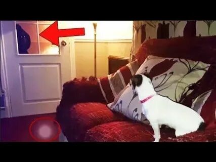 Кот призрак видео