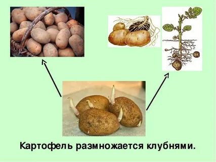 Как размножается картофель