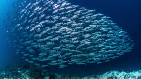 Fish gov