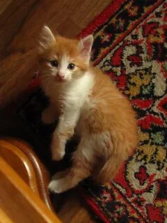 Авито ставрополь котенок в добрые руки