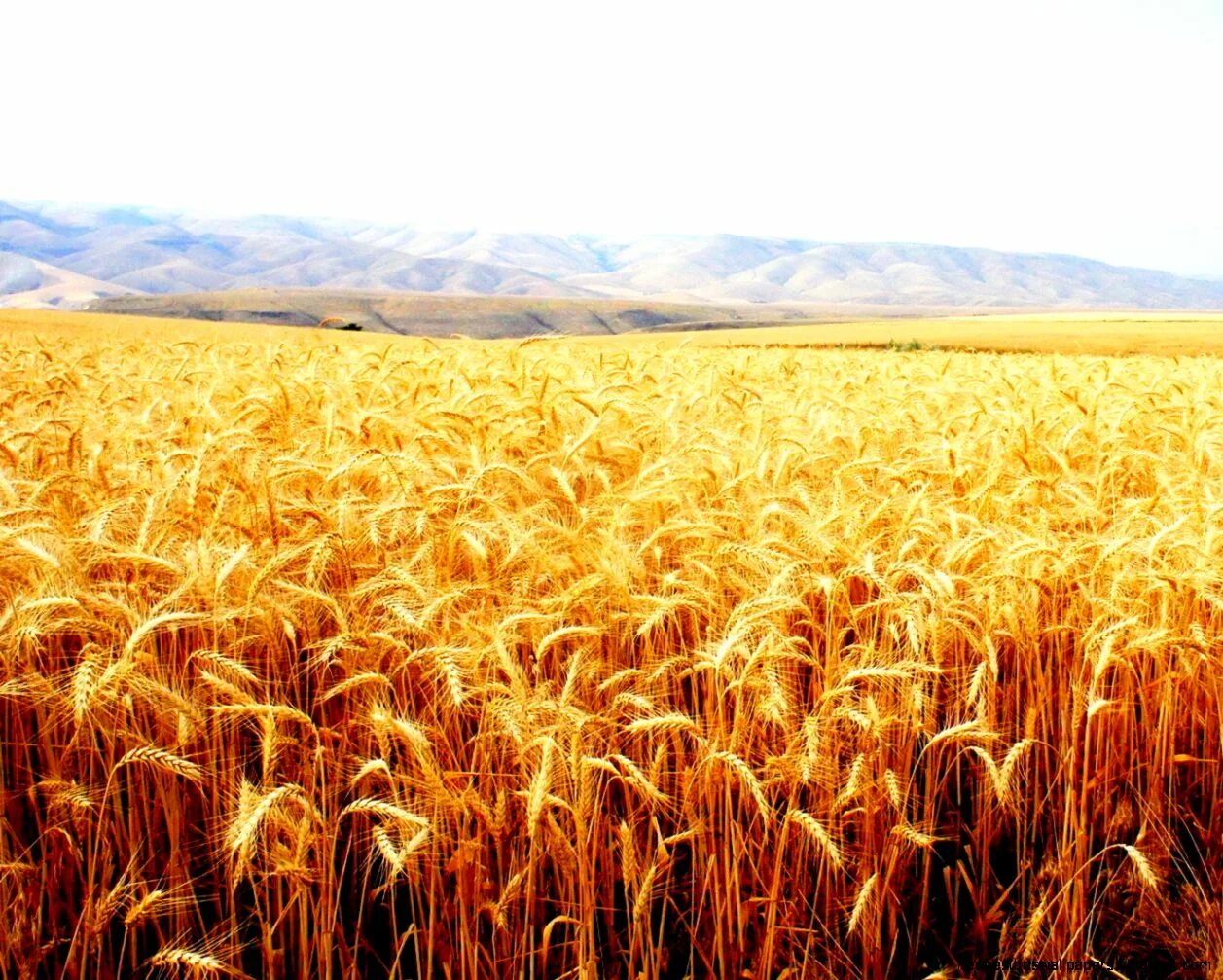 Бидай мен. Пшеница растет. Пшеничное поле. Пшеничное поле Таджикистана. Пшеница выросла.
