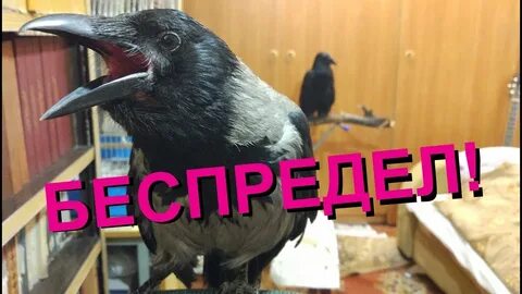 Ворон ворону глаз не выклюет