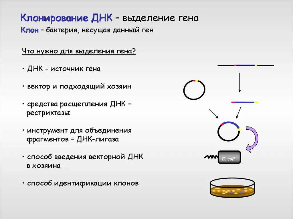 Клон клеток это. Выделение и клонирование Гена. Клонирование ДНК. Этапы клонирования ДНК. Клонирование ДНК В бактериальных клетках.