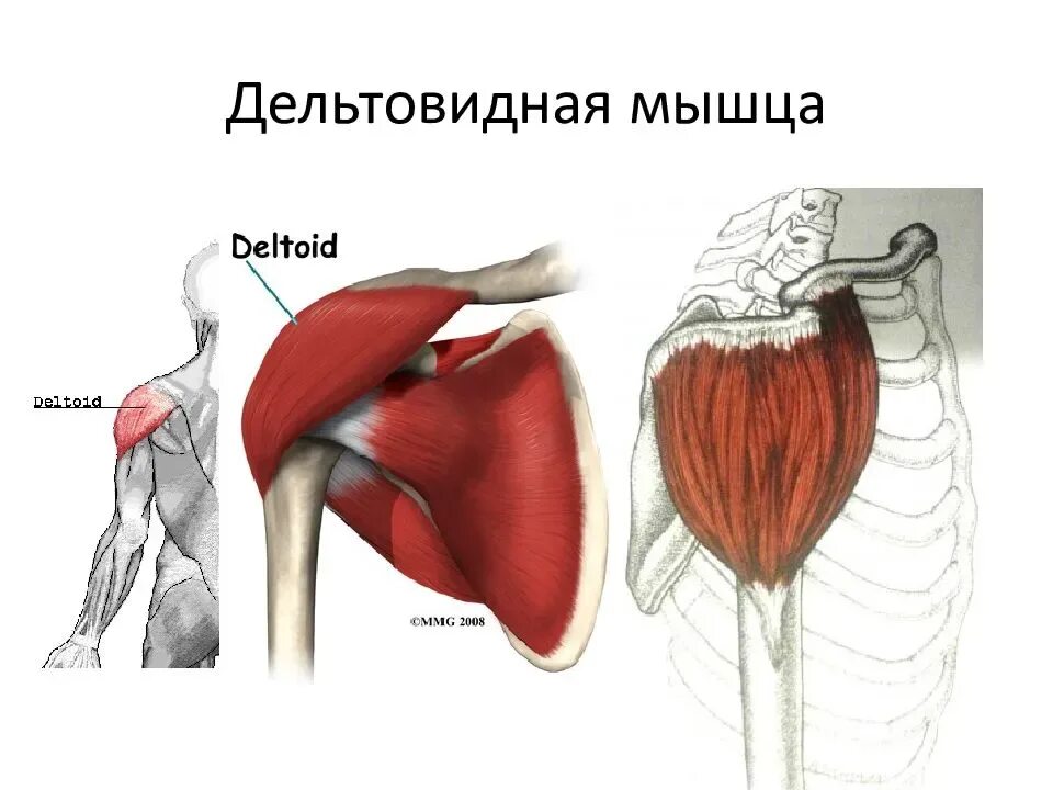 Передние пучки дельтовидных. Функции Пучков дельтовидной мышцы. Дельтовидная мышца плеча анатомия. Анатомия мышц задняя Дельта. Задние пучки дельтовидной мышцы функции.