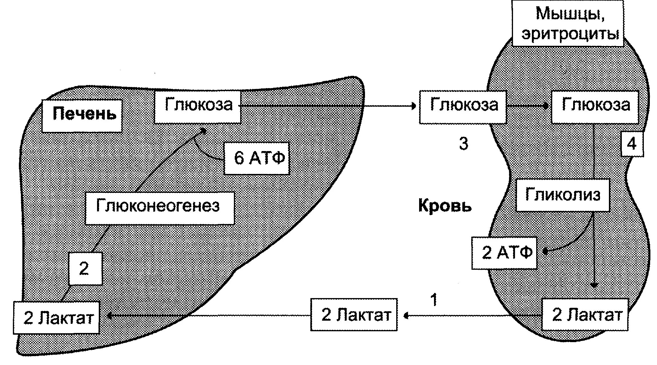 Печень и эритроциты. Синтез Глюкозы из лактата. Цикл кори биохимия лактат. Схема цикла кори биохимия. Схема синтеза Глюкозы из лактата.