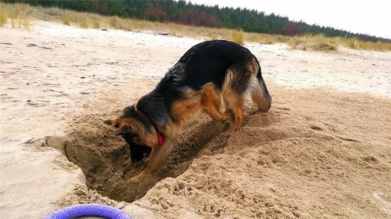 Почему собаки закапывают. Собака копает землю.