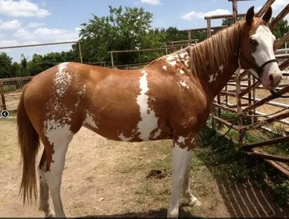 Horse sale