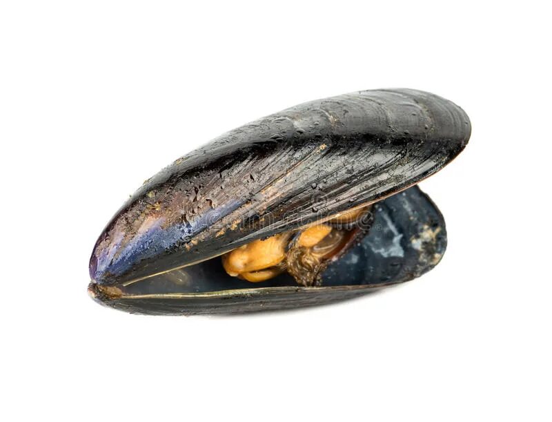 Мидия без скорлупы фото. Мидии в панцире с перцем болгарским и помидорами и сыром. Мидии крупные в половинках. Жареные мидии. Нарезка мидий на белом фоне.