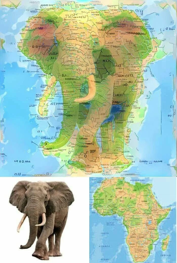 Материк Африка слон. Новый материк Африка. Животные материка Африка. Континент Африка слон. Где обитает слон материк