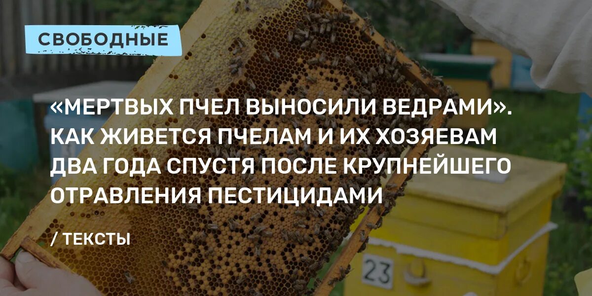 Когда выносить пчел. Пестициды и пчелы. Отравление пчел. Пасека пестициды. Отравление пчёл грибами.