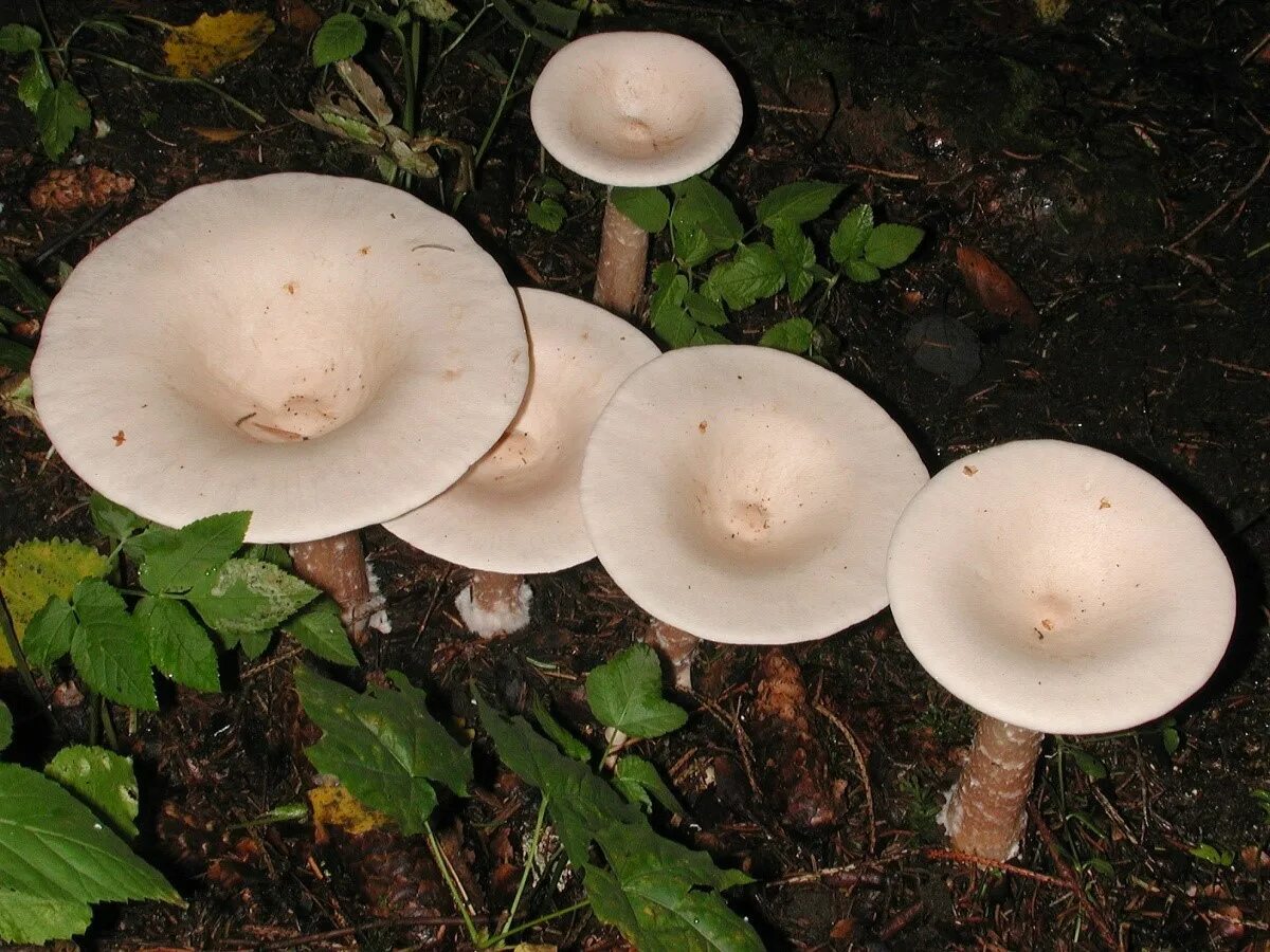 Говорушка восковатая. Говорушка гигантская съедобный гриб. Говорушка беловатая съедобная. Говорушка беловатая (Clitocybe rivulosa).