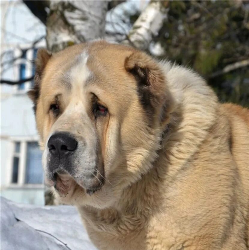 Что делает алабай. Волкодав алабай. Сао алабай. Среднеазиатский алабай. Азиатская овчарка алабай.