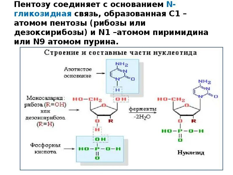 Пентозы нуклеиновых кислот. . Биосинтез нуклеиновых. Представители пентоз. Окисление нуклеиновых кислот. Синтезируется цепь содержащая рибозу