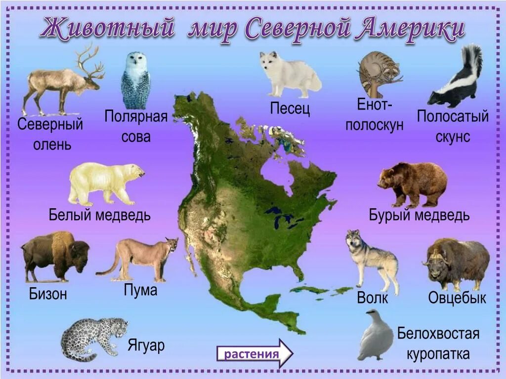 Животные Северной Америки. Животные Северной Америки список. Северная Америка живот. Животные сеаерноцамерикиь.