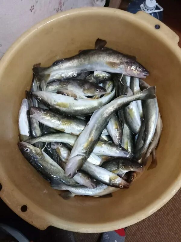Улов 25 приморский край рыбалка. Улов 25 приморский край рыбалка. Улов 25 рыбалка в приморье сегодня. Улов 25 приморский край рыбалка. Улов 25.