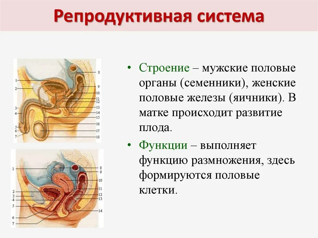 Репродуктивная половая система органы