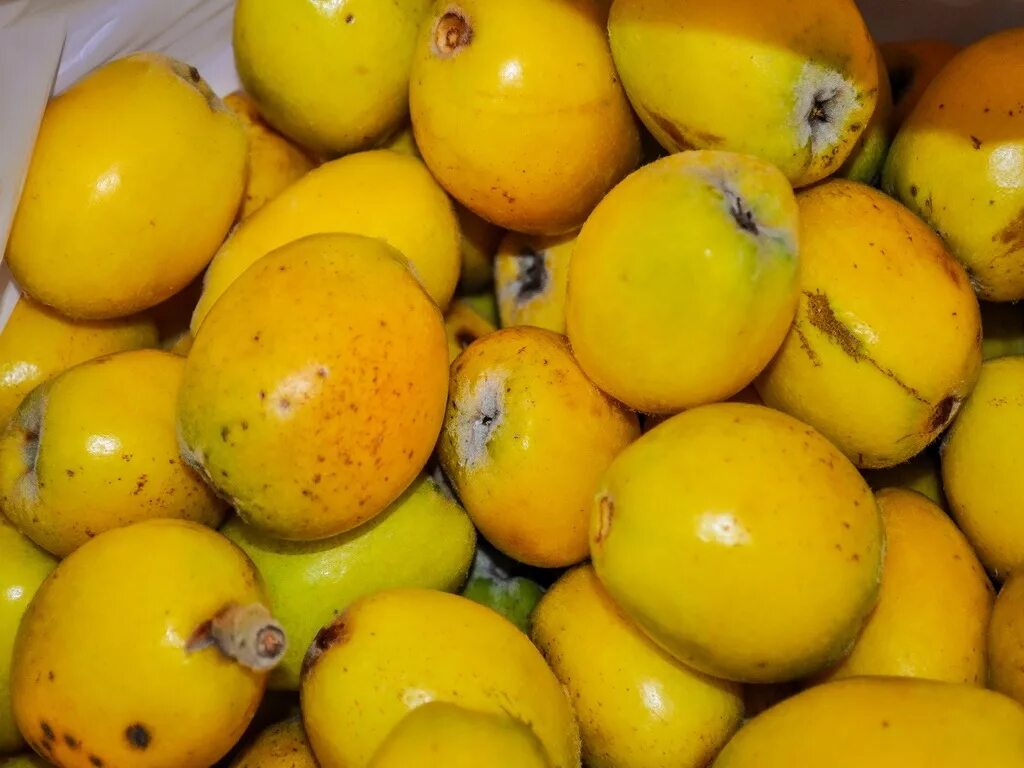 Как называется желтый фрукт. Гранадилла вкус. Фрукты кипр мушмула. Саподилла фрукт. Отряд лимончики.