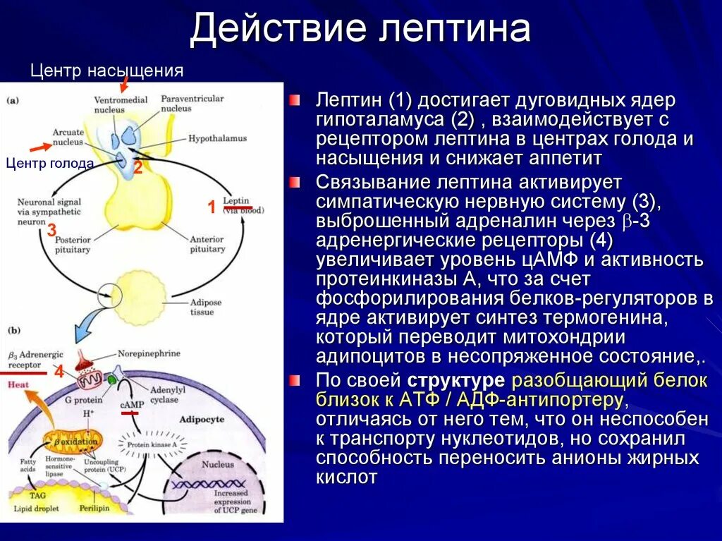 Центр действие. Гормон насыщения лептин. Гормон лептин структура. Гормон сытости лептин. Гормональная регуляция голода и насыщения.