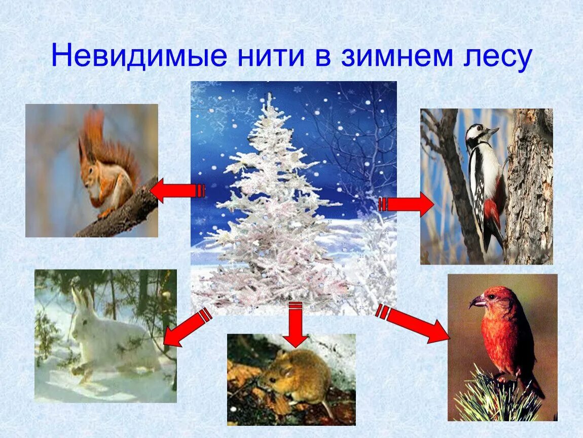 Невидимая нить ель схема. Невидимые нити в лесу зимой. Невидимые нити в лесу зимой. Невидимые нити в лесу. Невидимые нити в зимнем лесу.