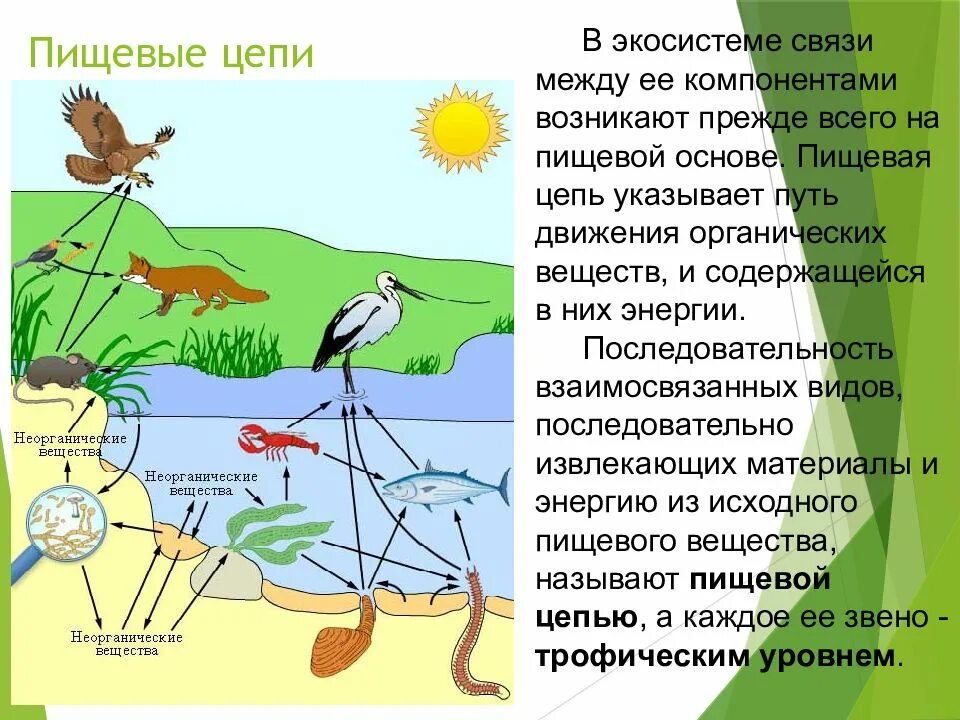 Примеры связей в природе. Взаимосвязь в природе примеры. Модель экологических связей. Невидимые связи в природе примеры. Роль птиц в экосистеме