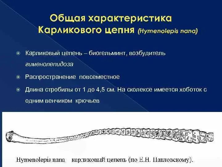 Гименолепидоз карликовый цепень. Карликовый цепень биогельминт. Карликовый цепень систематика. Карликовый цепень (Hymenolepis Nana). Карликовый цепень строение