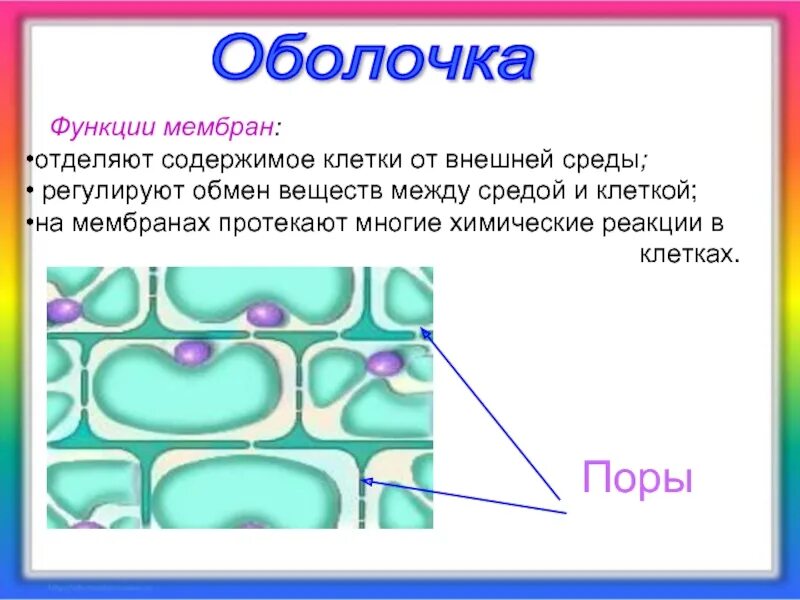 Какова роль клеточной оболочки. Поры растительной клетки. Функции оболочки клетки. Поры клетки функции. Пора функции в клетке растений.