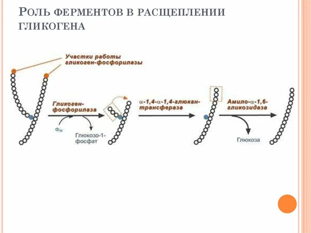 Ферменты расщепляющие днк. Ферменты расщепления гликогена. Фермент расщепляющий гликоген. Распад гликогена ферменты. Какой фермент расщепляет гликоген.