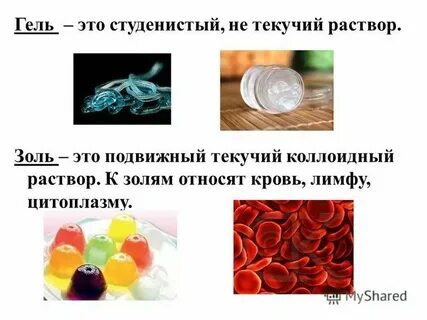 Функция студенистого вещества