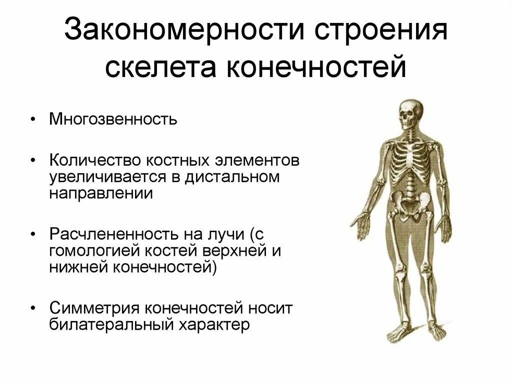 Основные закономерности развития и строения осевого скелета. Скелет человека понятие. Закономерности строения скелета животных. Закономерности строения осевого и добавочного скелета.