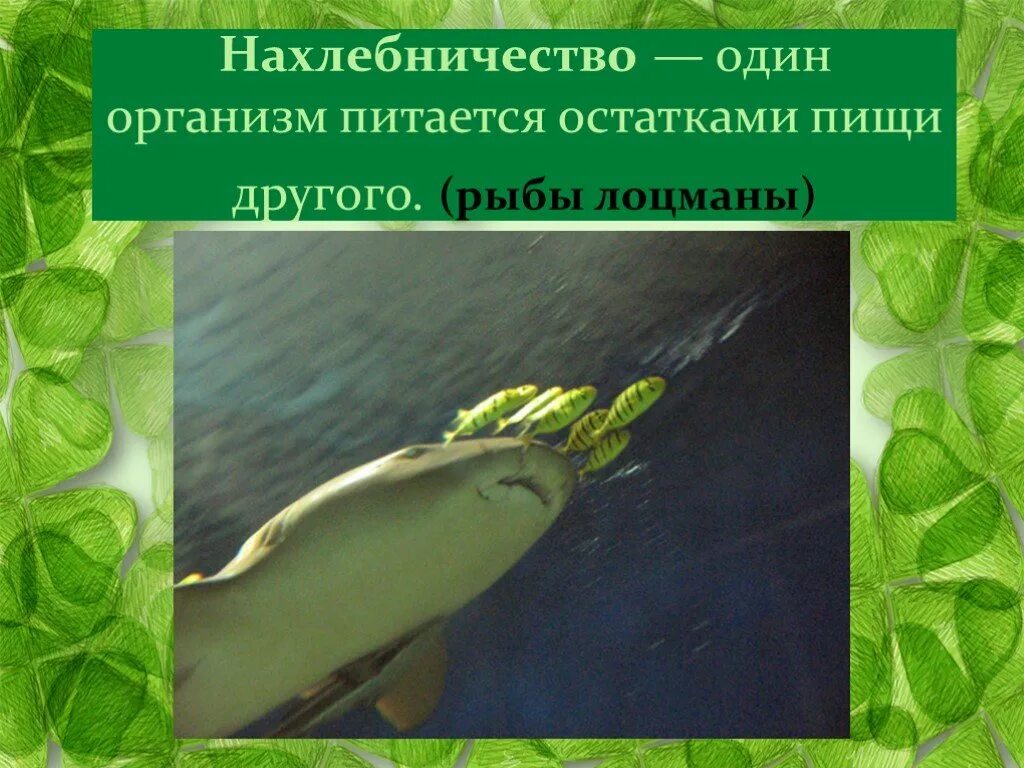 Нахлебничество в биологии примеры. Нахлебничество Тип взаимоотношений. Взаимоотношения организмов нахлебничество. Типы отношений между организмами нахлебничество. Тип отношений нахлебничество.