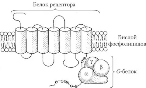 Белки рецепторы
