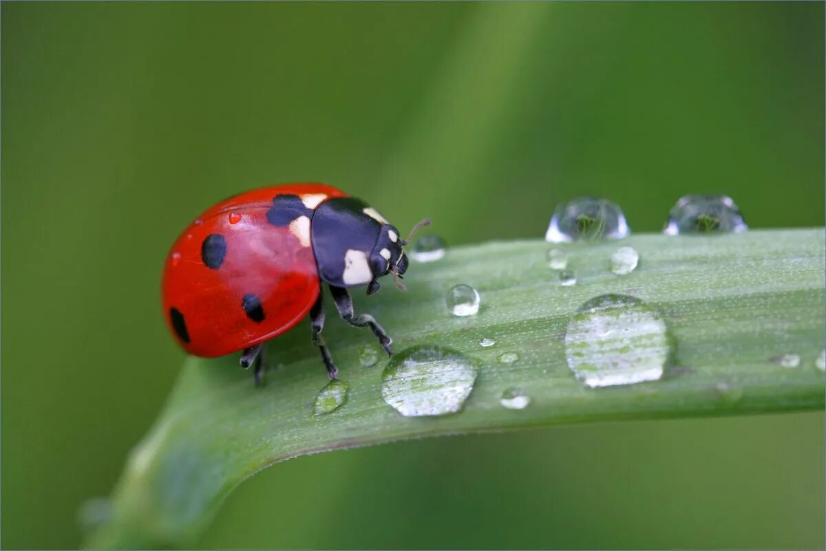 Бож. Божьи коровки. Божьи коровки (Coccinellidae). Ladybug Божья коровка. Насекомые Макросъемка Божья коровка.