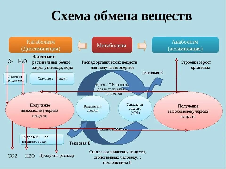 Как называется процесс в котором человек