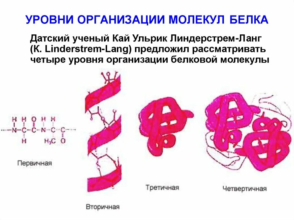 Молекула белка уровни организации белковой молекулы