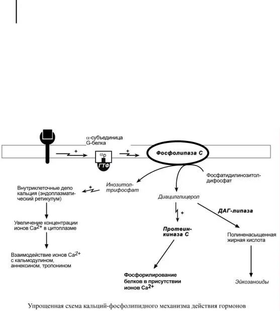 Транспорт белков внутриклеточный. Инозитолфосфатный механизм действия гормонов схема. Схема действия гормонов через ионы кальция. Схема действия гормонов через инозитолфосфатную систему. Схема действия гормонов через ионы CA.