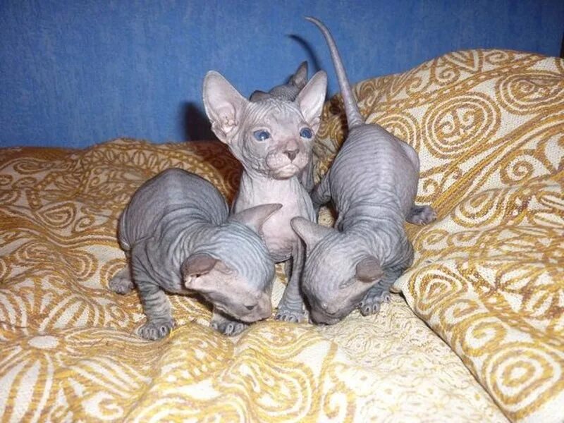 Добрый сфинкс. Сфинкс даром в добрые. Котят сфинкса в добрые. Канадский сфинкс добрый. Котят сфинкса в добрые.