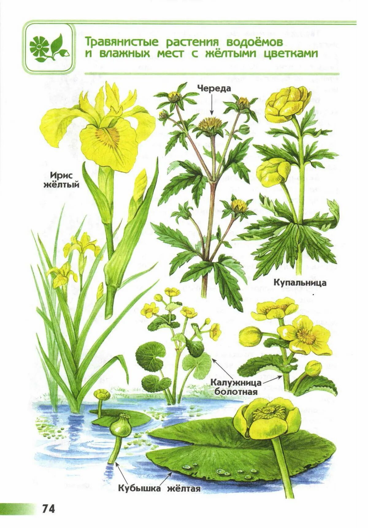 Атлас определитель растений подмаренник. Атлас определитель растения пресного водоема. Растения влажных мест. Травянистые растения водоемов и влажных мест. Укажите растения водоемов